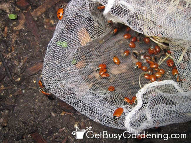 Releasing Ladybugs Into Garden