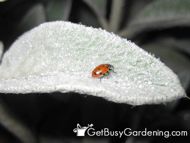 Thirsty Lady bug