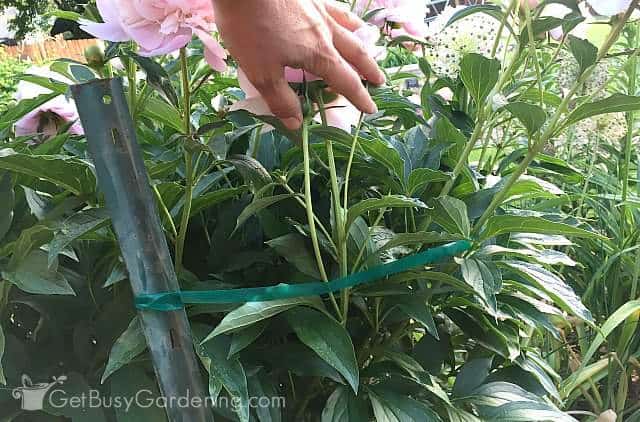 Tying up peony flowers using plastic plant ties and stakes
