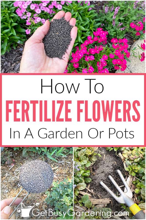 How To Fertilizer Flowers In A Garden Or Pots