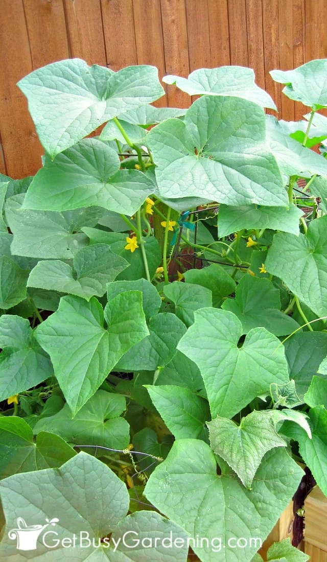 Growing cucumbers up a trellis