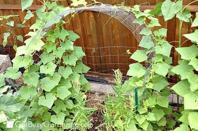 Climbing cucumbers growing on a small garden arch