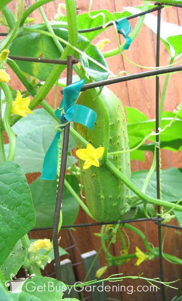 Using garden fencing to trellis cucumbers