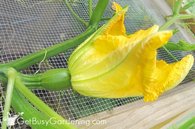 Female squash flower waiting to be pollinated