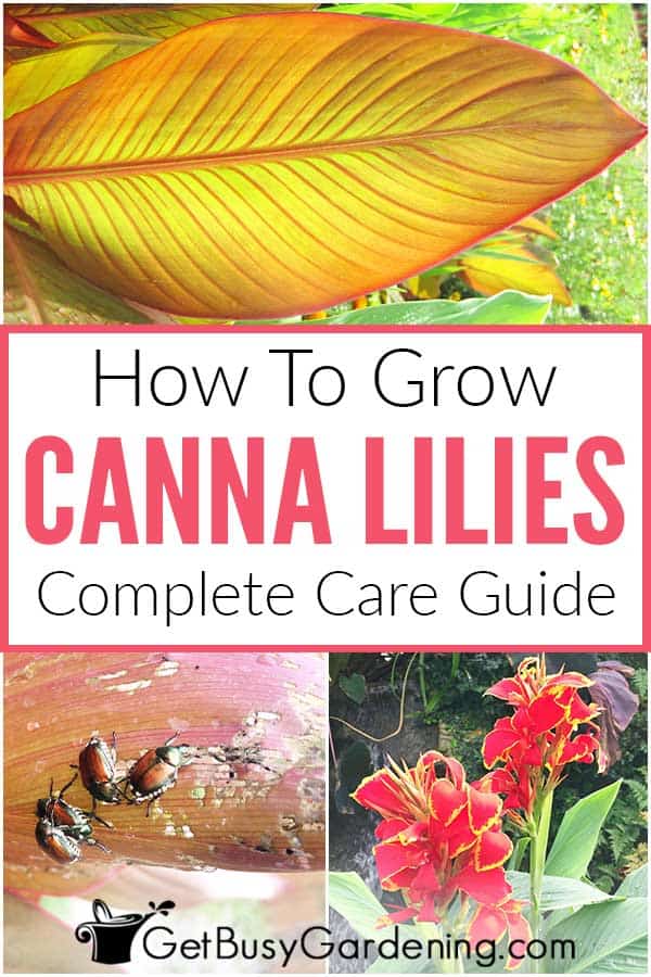 How To Grow Canna Lilies: Complete Care Guide