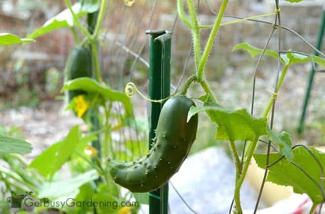 Growing cucumbers vertically in the garden