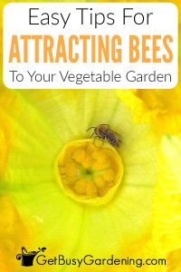 How To Attract More Bees To Your Vegetable Garden - Get Busy Gardening