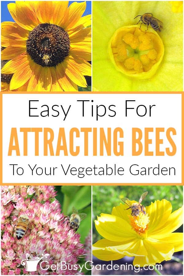 Easy Tips For Attracting Bees To Your Vegetable Garden