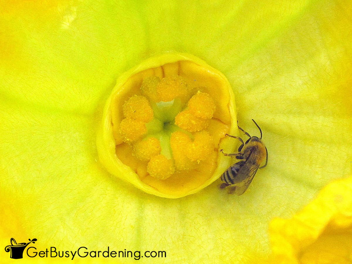 Closeup of a honey bee inside of a squash flower