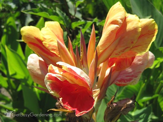 Canna Flower Bulbs Tips For Planting Growing And Storing Lilies Multi Colored Canna Lily Flower