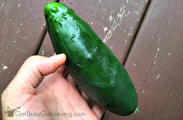 Straight, clean, and beautiful cucumber grown vertically