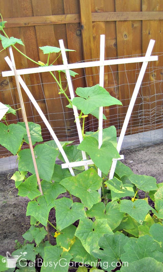 Vining cucumbers climbing a simple support