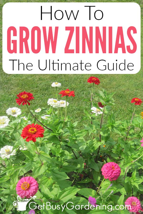 How To Grow Zinnias The Ultimate Guide