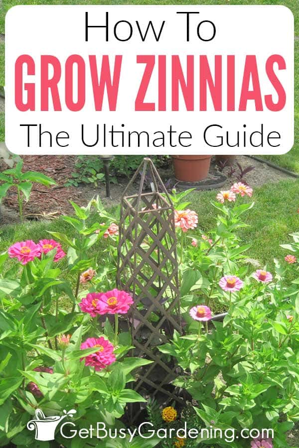 How To Grow Zinnias The Ultimate Guide