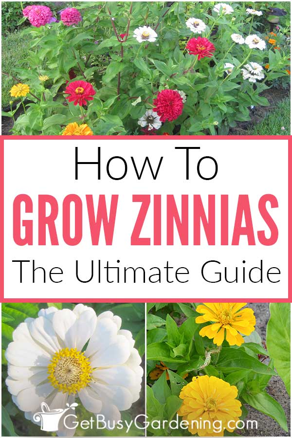 How To Grow Zinnias: The Ultimate Guide