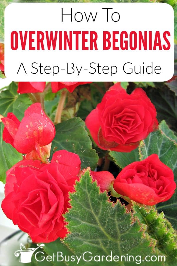 How To Overwinter Begonias: A Step-By-Step Guide