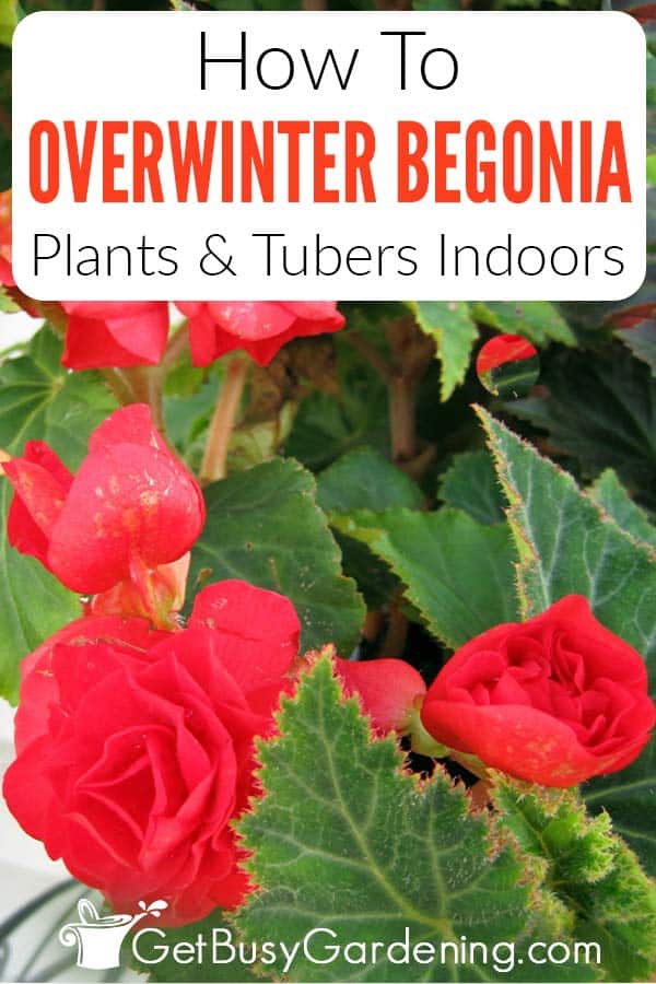 How To Overwinter Begonia Plants & Tubers Indoors