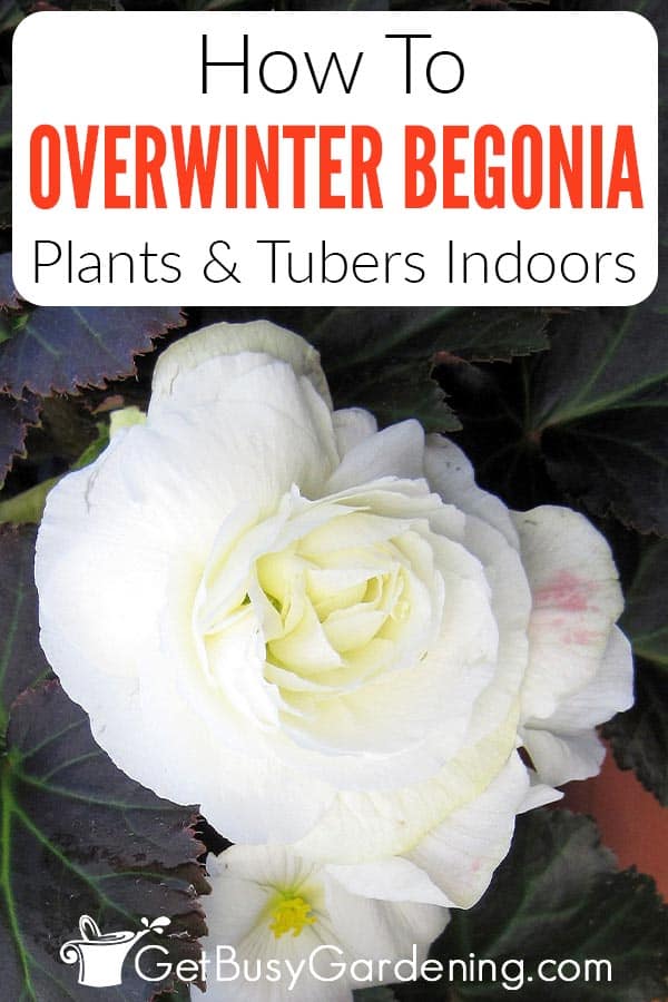 How To Overwinter Begonia Plants & Tubers Indoors