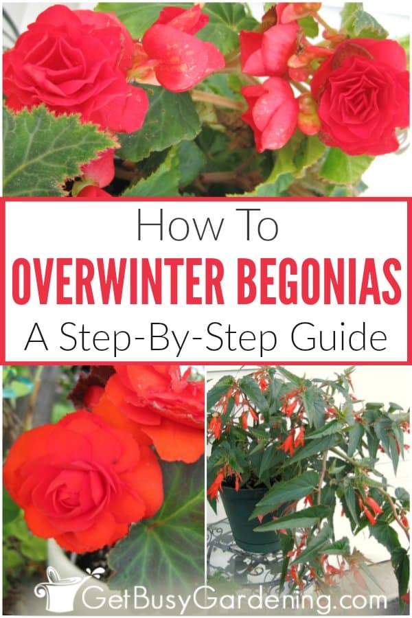How To Overwinter Begonias: A Step-By-Step Guide