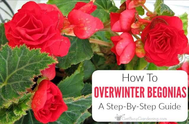 Overwintering Begonias - Tuberous Begonia Winter Care Guide