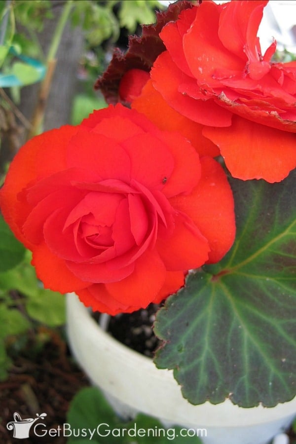 Overwintering a begonia in a pot