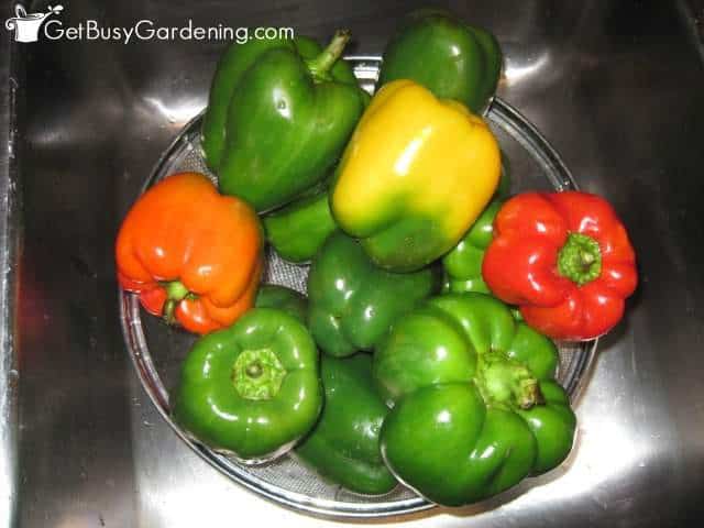 Peppers Vegetable Garden