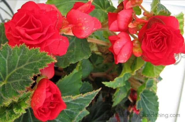 Red flowers on a begonia outside