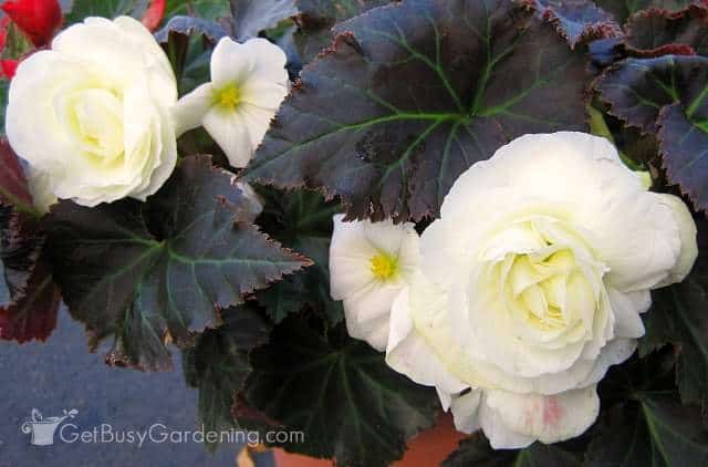 Tuberous begonia in full bloom before winter