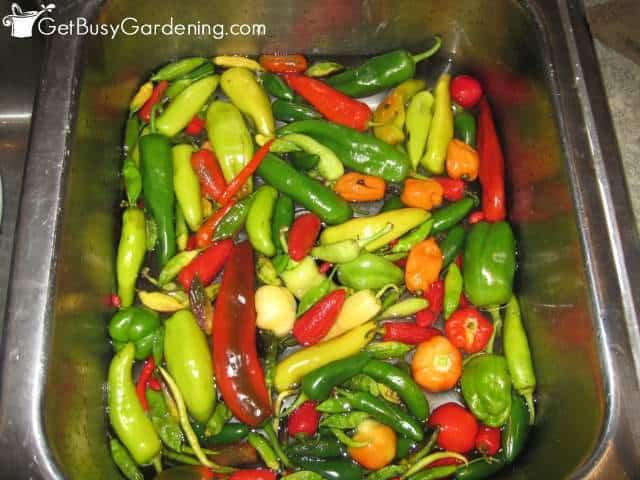 Washing Peppers Vegetable Garden