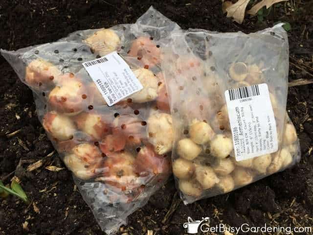 Getting Ready To Plant Garden Bulbs