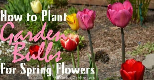 How To Plant Garden Bulbs For Spring Flowers