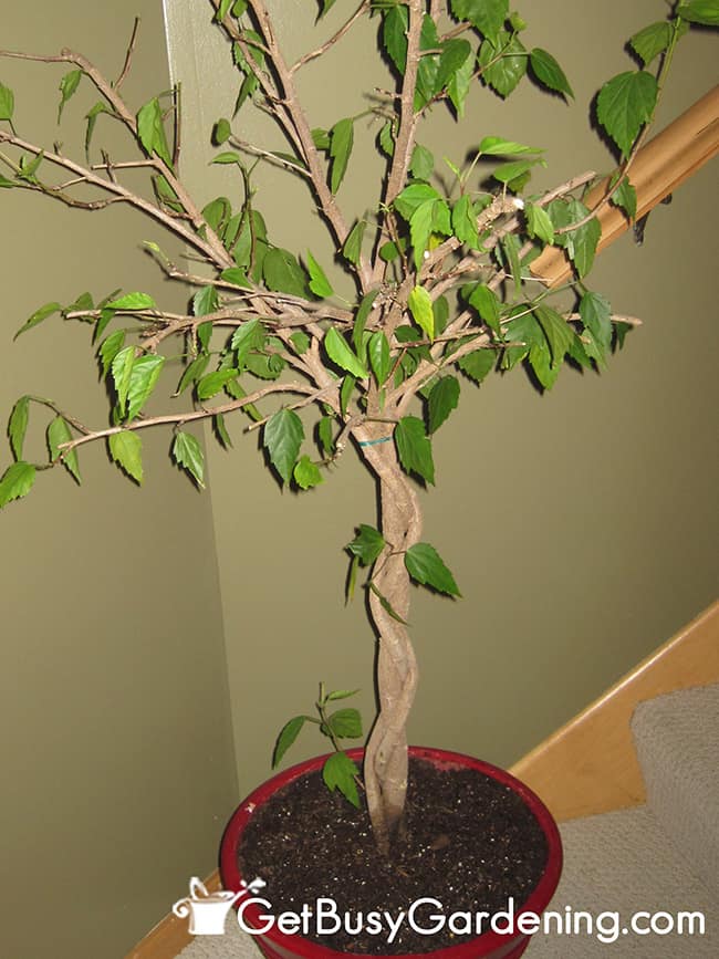 Large Houseplant Repotted