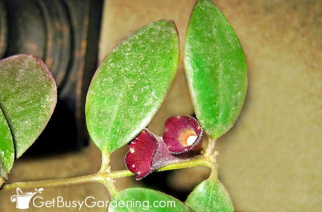 Lipstick plant blooms just starting to open