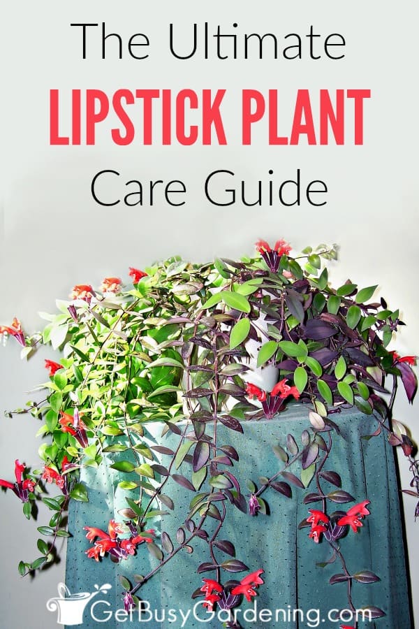 lipstick plant care E Pin