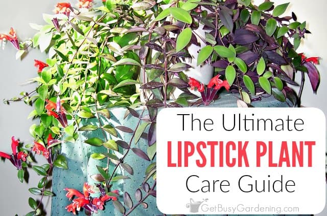 How to Grow and Care for a Twisted Lipstick Plant