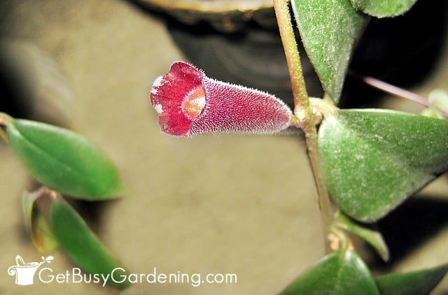 Lipstick plant flower looks like a tube of lipstick