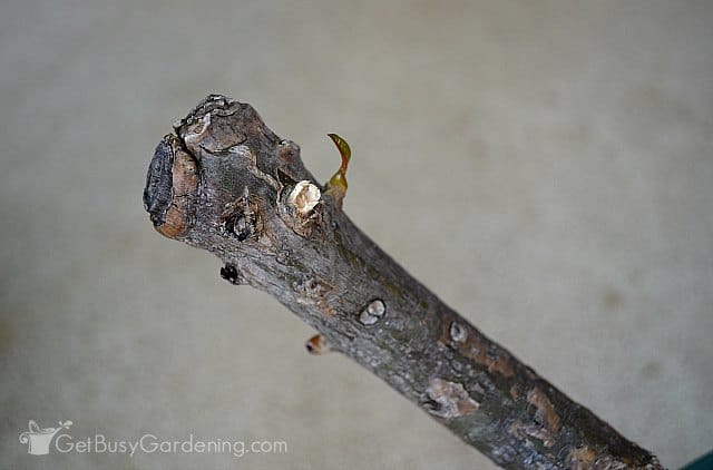 New growth after pruning plumeria