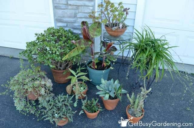 Common indoor plant pests often come from putting houseplants outside Common indoor plant pests often come from putting houseplants outside