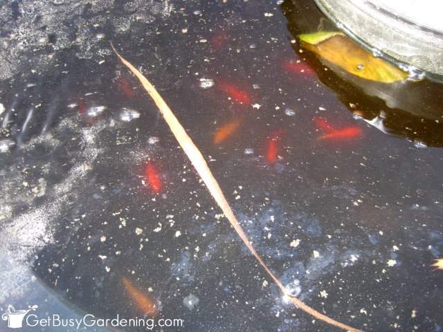 Goldfish swimming under the ice in my pond
