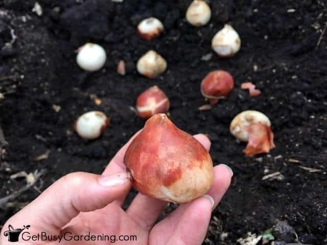 Plant Garden Bulbs Tip Up