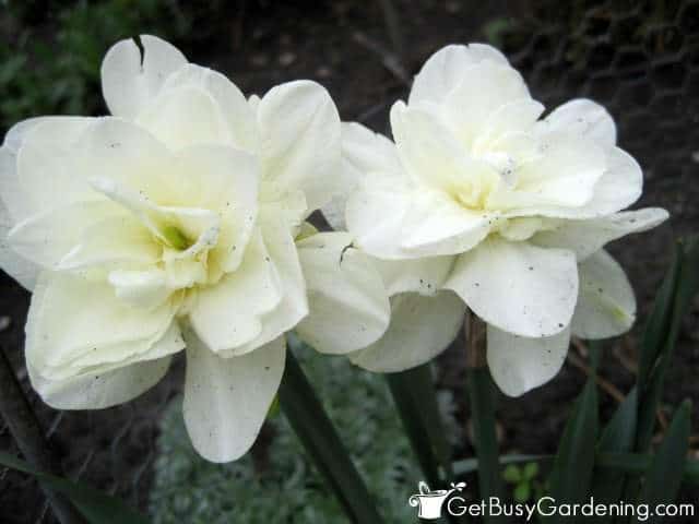 Planting Daffodil Bulbs For Spring Flowers