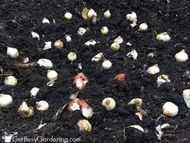 Planting Garden Bulbs
