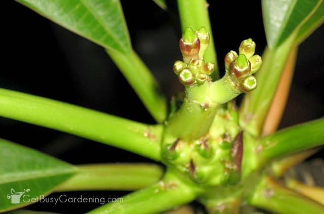 Plumeria buds just starting to form