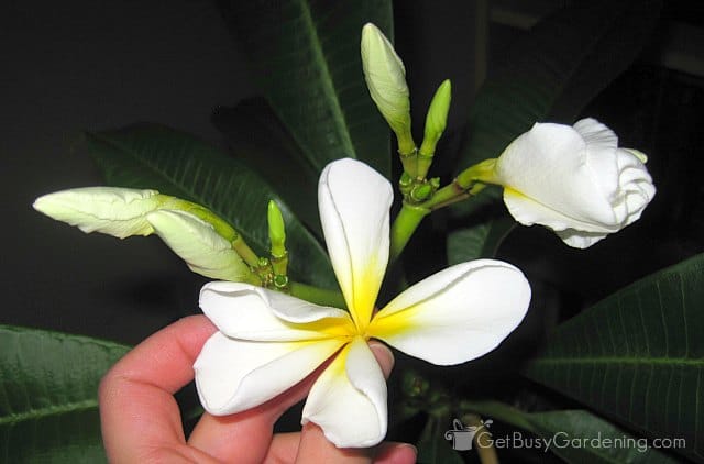 White and yellow plumeria flower right after opening
