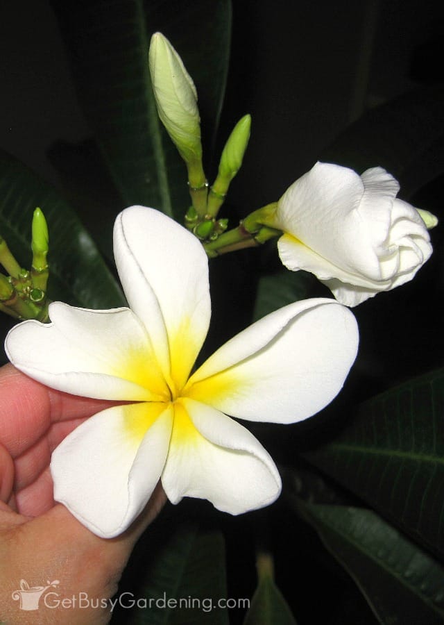 Getopfte Plumeria-Pflanzen lassen sich überall leicht ziehen. Sobald Sie die Tricks für die Plumeria-Pflanzenpflege kennen, werden Sie Jahr für Jahr mit Blüten belohnt!