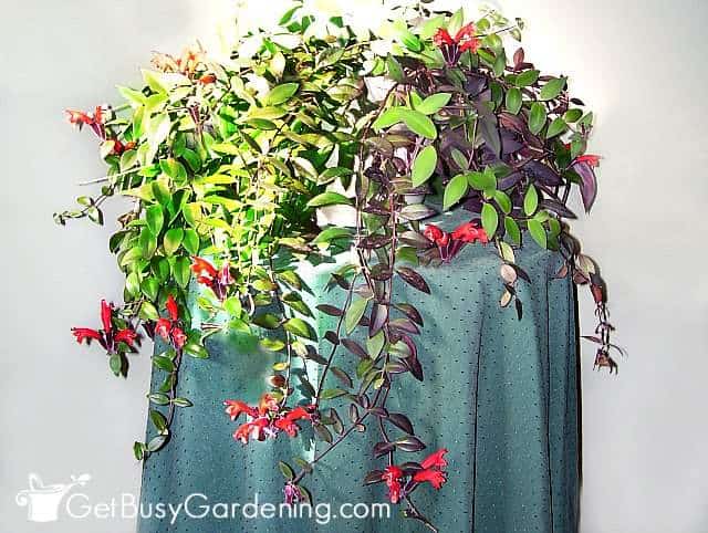 Red lipstick plant (Aeschynanthus radicans)