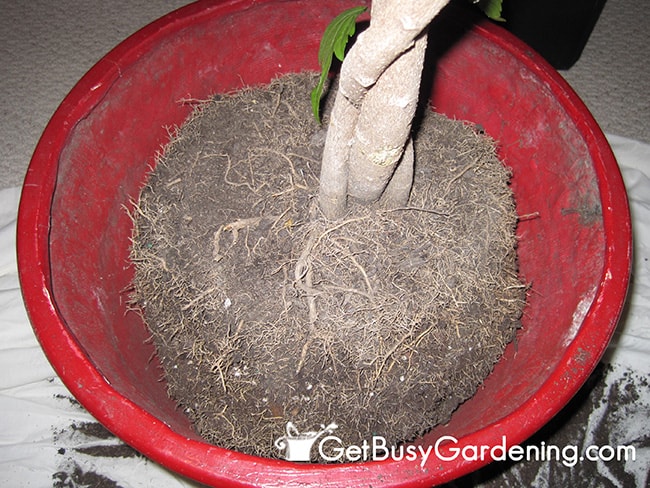 Remove Small Surface Roots