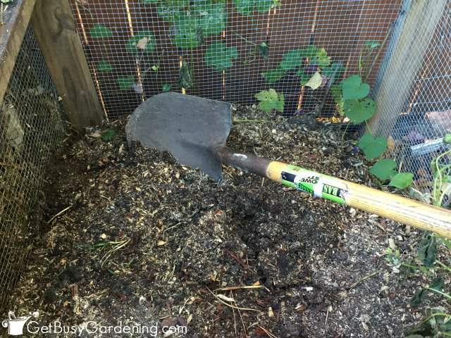 Shoveling compost out of my bin to amend my veggie garden
