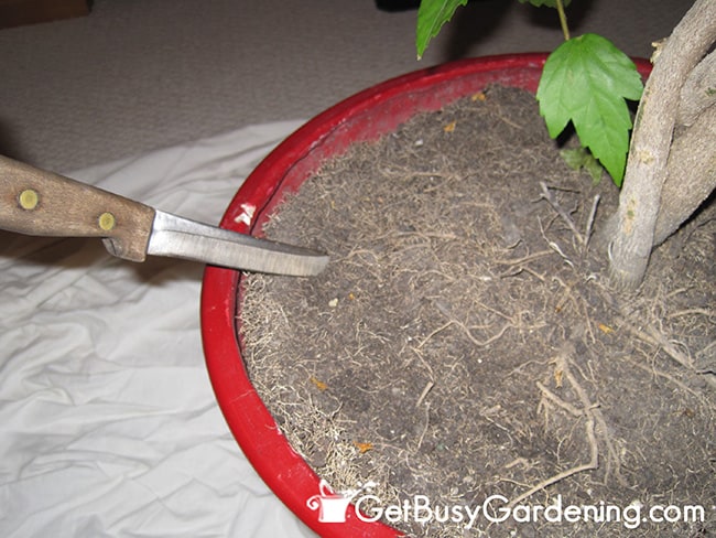 Trim Roots Of Large Houseplant
