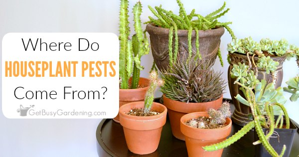 How To Get Rid Of Bugs On Houseplants - Get Busy Gardening